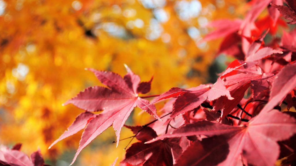 autumn leaves in washington dc
